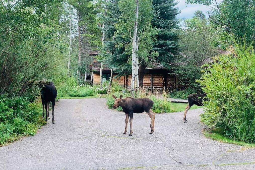 Aspen'S Cabin Wilson Exterior photo